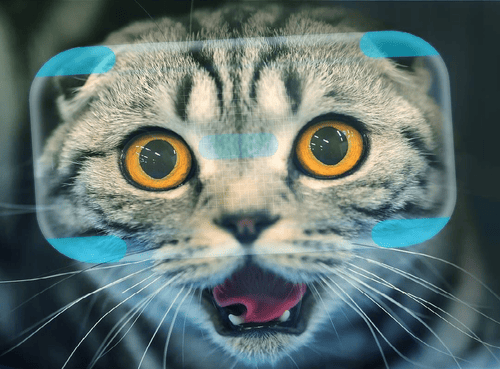 Обложка игры «Catify»